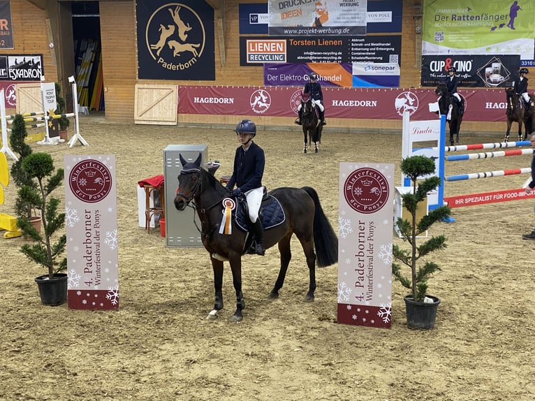 Deutsches Reitpony Wallach 12 Jahre 143 cm in Goch