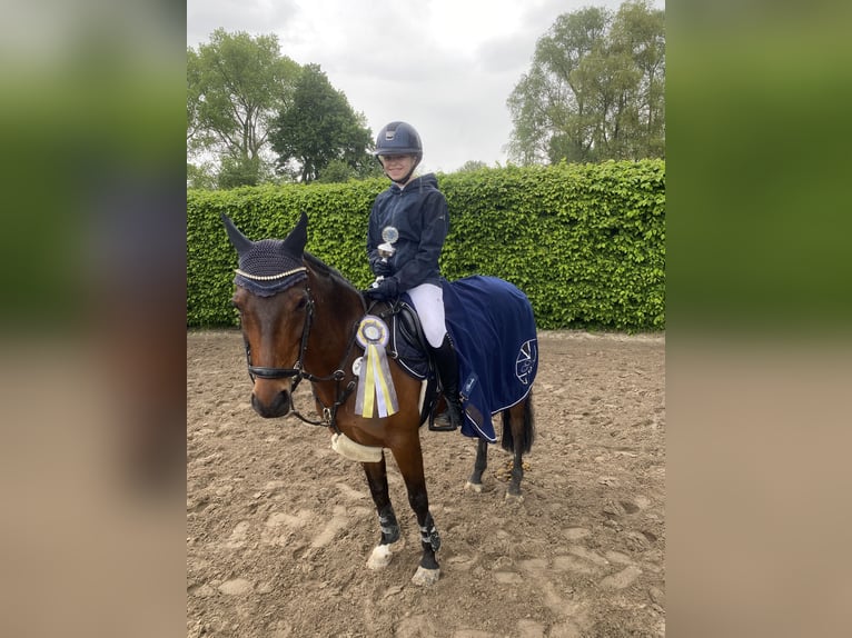 Deutsches Reitpony Wallach 12 Jahre 143 cm in Goch