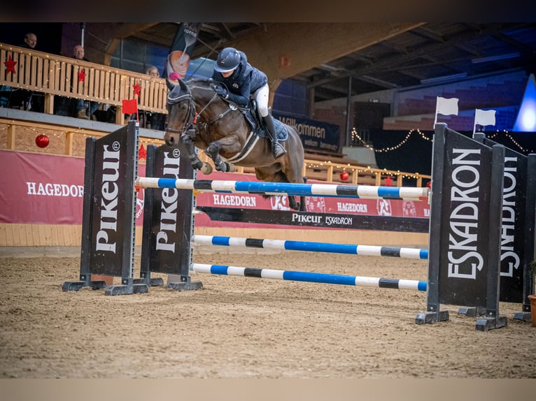 Deutsches Reitpony Wallach 12 Jahre 143 cm in Goch