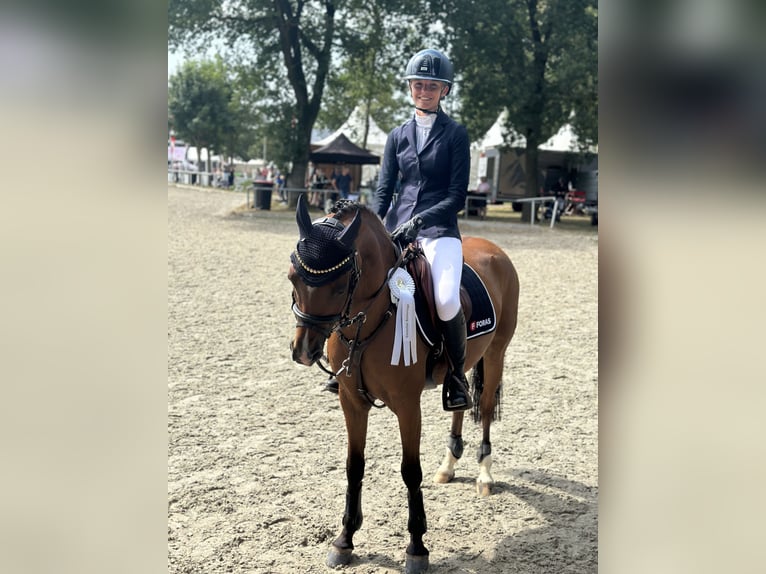 Deutsches Reitpony Wallach 12 Jahre 144 cm Brauner in Bremerv&#xF6;rde