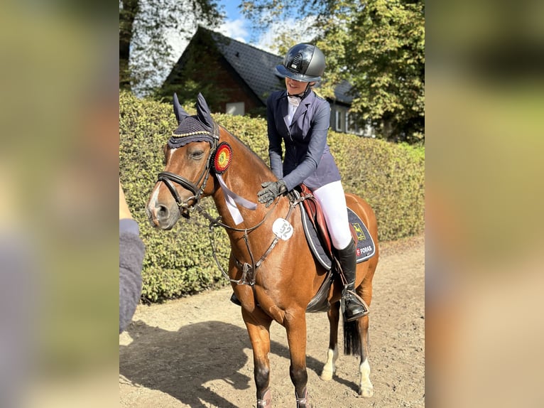 Deutsches Reitpony Wallach 12 Jahre 144 cm Brauner in Bremerv&#xF6;rde