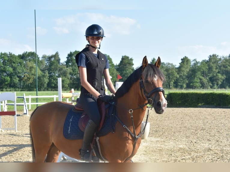 Deutsches Reitpony Wallach 12 Jahre 144 cm Brauner in Bremerv&#xF6;rde