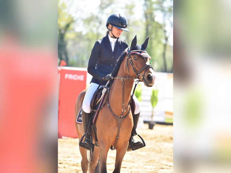 Deutsches Reitpony Wallach 12 Jahre 144 cm Brauner in Bremerv&#xF6;rde