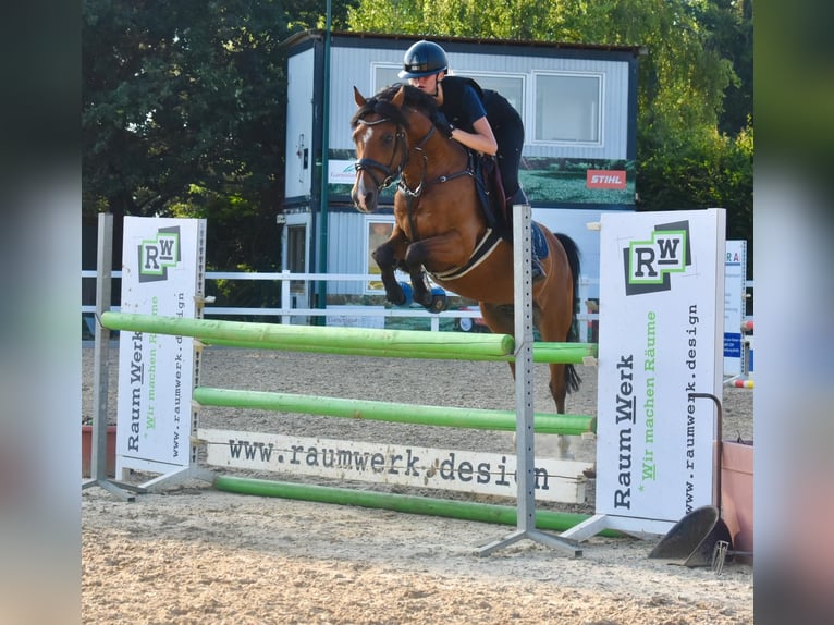 Deutsches Reitpony Wallach 12 Jahre 144 cm Brauner in Bremerv&#xF6;rde