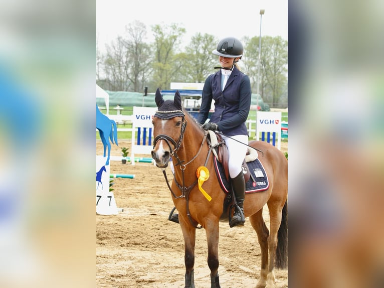 Deutsches Reitpony Wallach 12 Jahre 144 cm Brauner in Bremerv&#xF6;rde