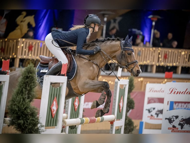 Deutsches Reitpony Wallach 12 Jahre 144 cm Brauner in Bremerv&#xF6;rde