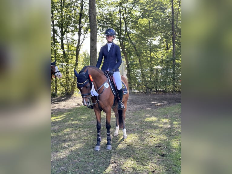 Deutsches Reitpony Wallach 12 Jahre 144 cm Brauner in Bremerv&#xF6;rde