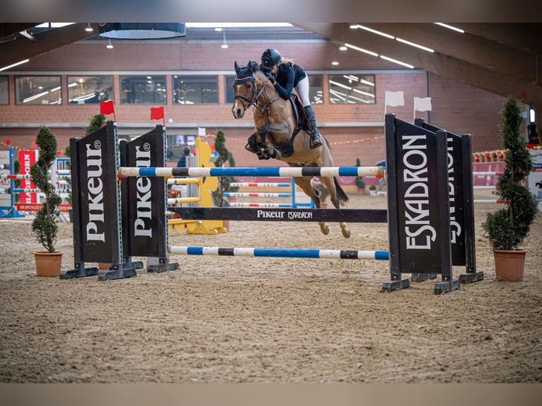 Deutsches Reitpony Wallach 12 Jahre 144 cm Brauner in Bremerv&#xF6;rde