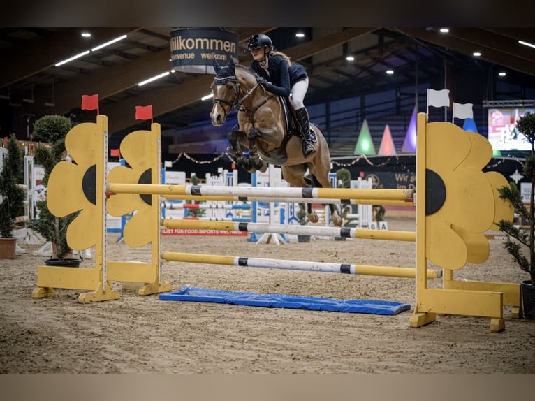 Deutsches Reitpony Wallach 12 Jahre 144 cm Brauner in Bremerv&#xF6;rde