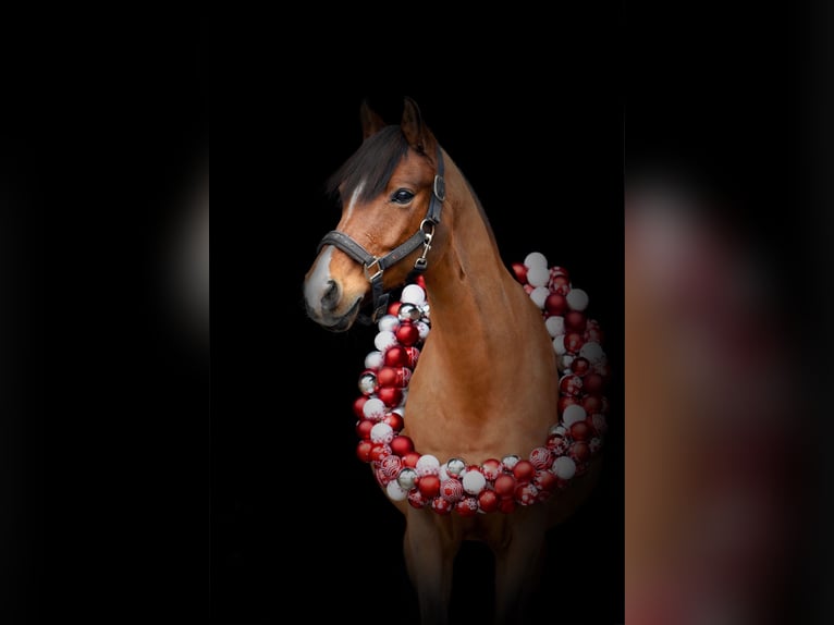 Deutsches Reitpony Wallach 12 Jahre 144 cm Brauner in Bremerv&#xF6;rde