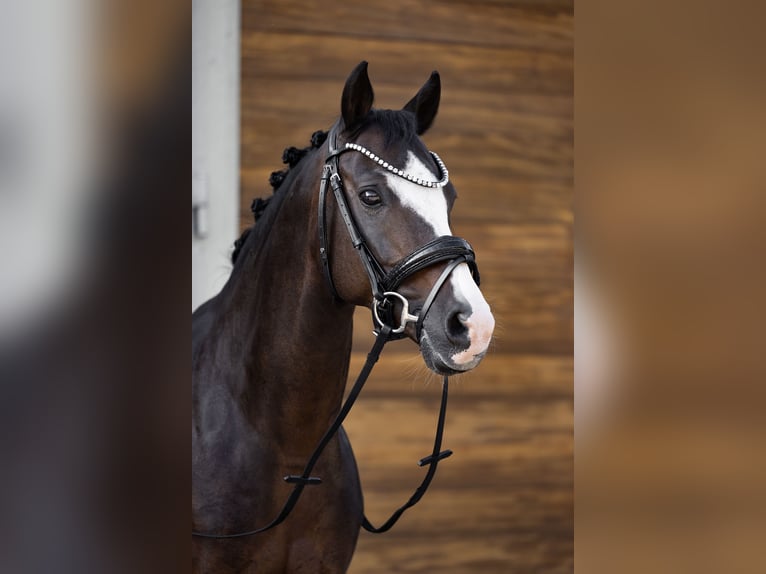 Deutsches Reitpony Wallach 12 Jahre 144 cm Dunkelbrauner in München