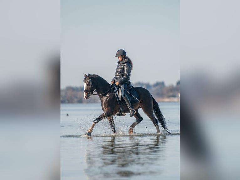Deutsches Reitpony Wallach 12 Jahre 144 cm Dunkelbrauner in München