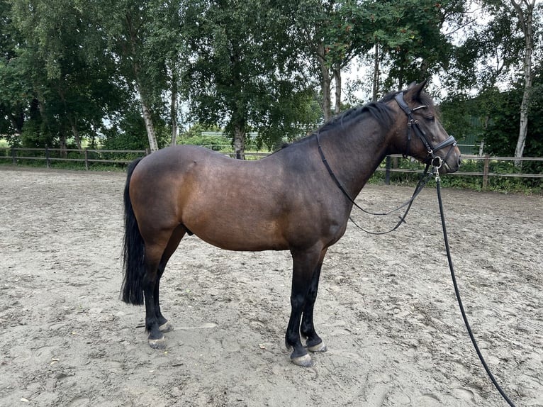 Deutsches Reitpony Wallach 12 Jahre 144 cm Dunkelbrauner in Engelbrechtsche Wildnis