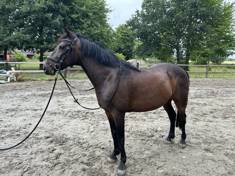 Deutsches Reitpony Wallach 12 Jahre 144 cm Dunkelbrauner in Engelbrechtsche Wildnis