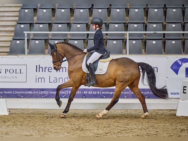 Deutsches Reitpony Wallach 12 Jahre 145 cm Brauner in Bruchhausen-Vilsen-Vilsen