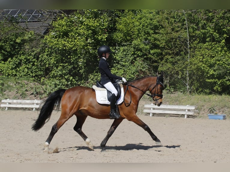 Deutsches Reitpony Wallach 12 Jahre 145 cm Brauner in Bruchhausen-Vilsen-Vilsen