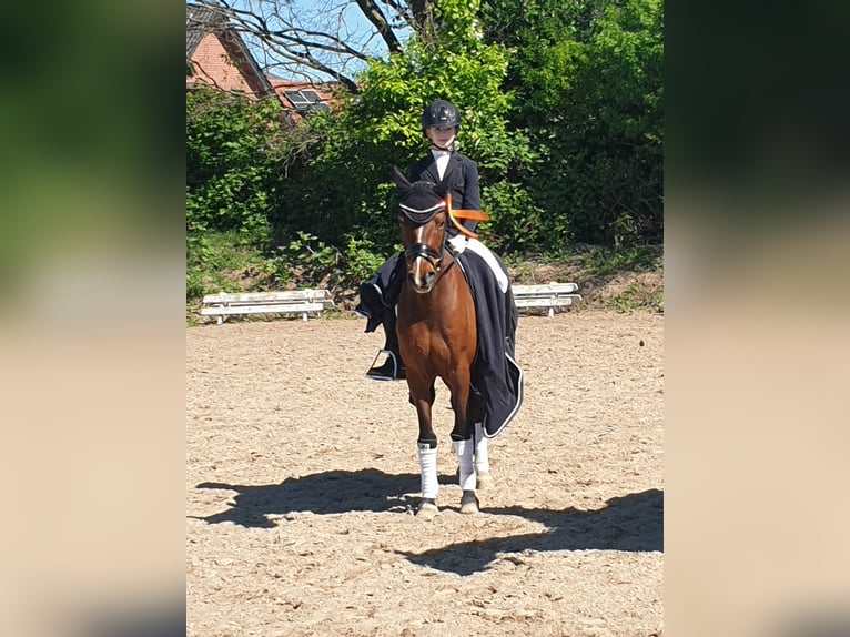 Deutsches Reitpony Wallach 12 Jahre 145 cm Brauner in Bruchhausen-Vilsen-Vilsen