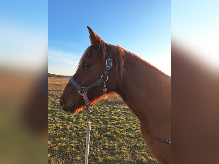 Deutsches Reitpony Wallach 12 Jahre 145 cm Fuchs in Fehrbellin