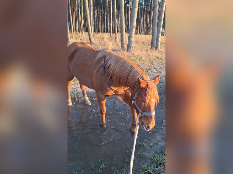 Deutsches Reitpony Wallach 12 Jahre 145 cm Fuchs in Fehrbellin