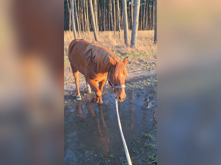 Deutsches Reitpony Wallach 12 Jahre 145 cm Fuchs in Fehrbellin