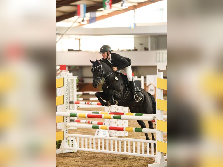 Deutsches Reitpony Wallach 12 Jahre 145 cm Rappe in Weener