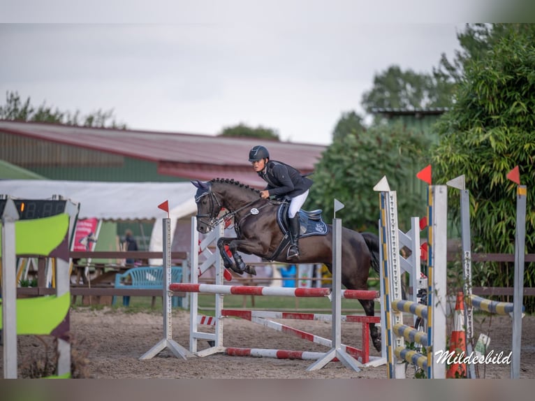 Deutsches Reitpony Wallach 12 Jahre 145 cm Rappe in Weener