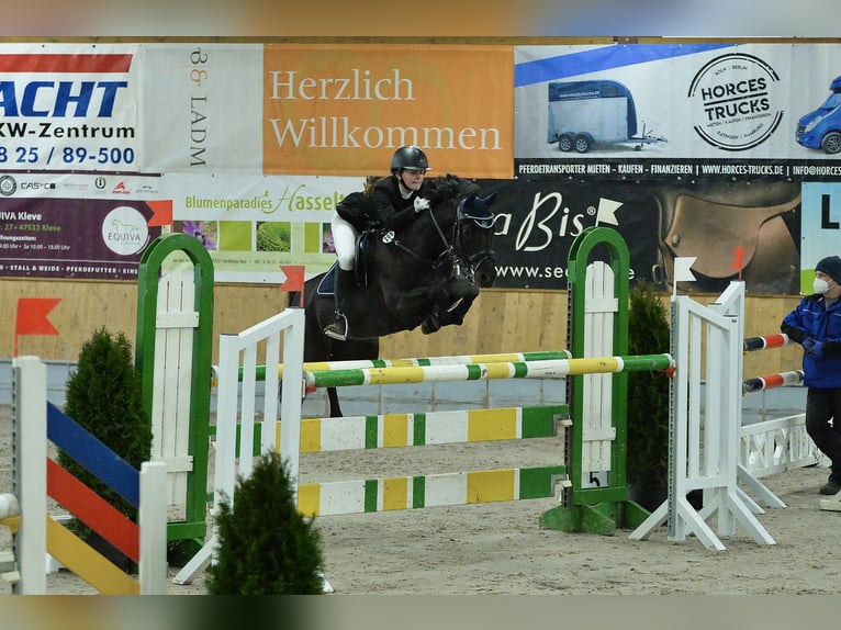 Deutsches Reitpony Wallach 12 Jahre 145 cm Rappe in Weener