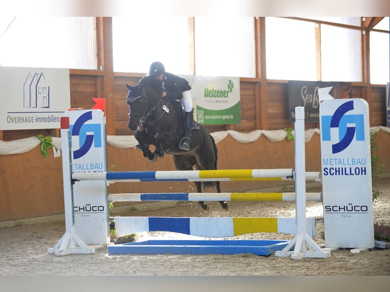 Deutsches Reitpony Wallach 12 Jahre 145 cm Rappe in Weener