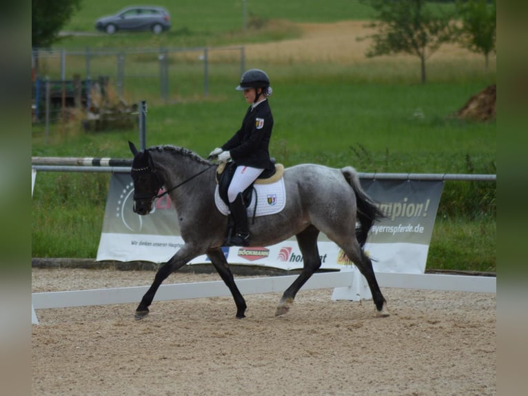 Deutsches Reitpony Wallach 12 Jahre 145 cm Rappschimmel in Ergoldsbach