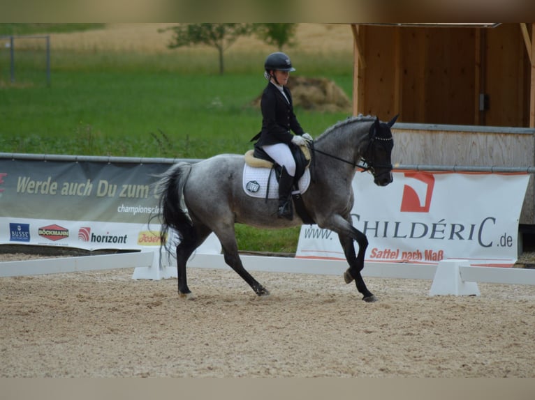 Deutsches Reitpony Wallach 12 Jahre 145 cm Rappschimmel in Ergoldsbach