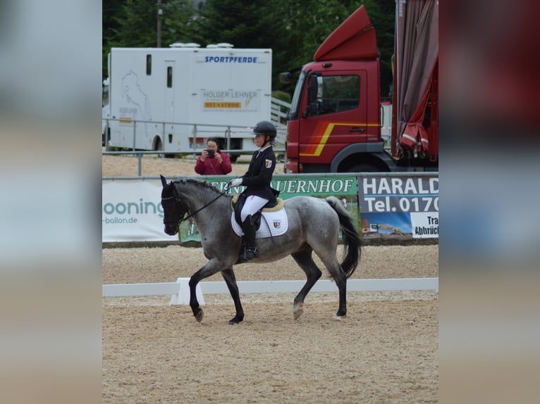 Deutsches Reitpony Wallach 12 Jahre 145 cm Rappschimmel in Ergoldsbach