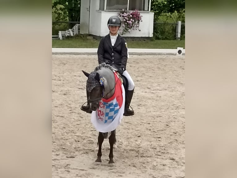 Deutsches Reitpony Wallach 12 Jahre 145 cm Rappschimmel in Ergoldsbach