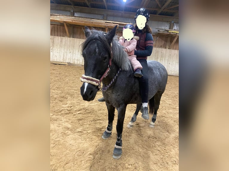 Deutsches Reitpony Wallach 12 Jahre 145 cm Rappschimmel in Ergoldsbach