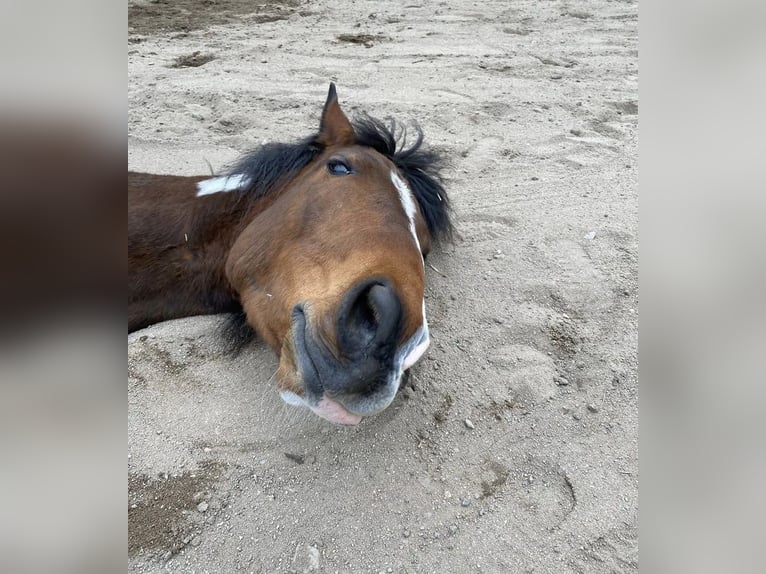 Deutsches Reitpony Wallach 12 Jahre 145 cm Schecke in Frechen