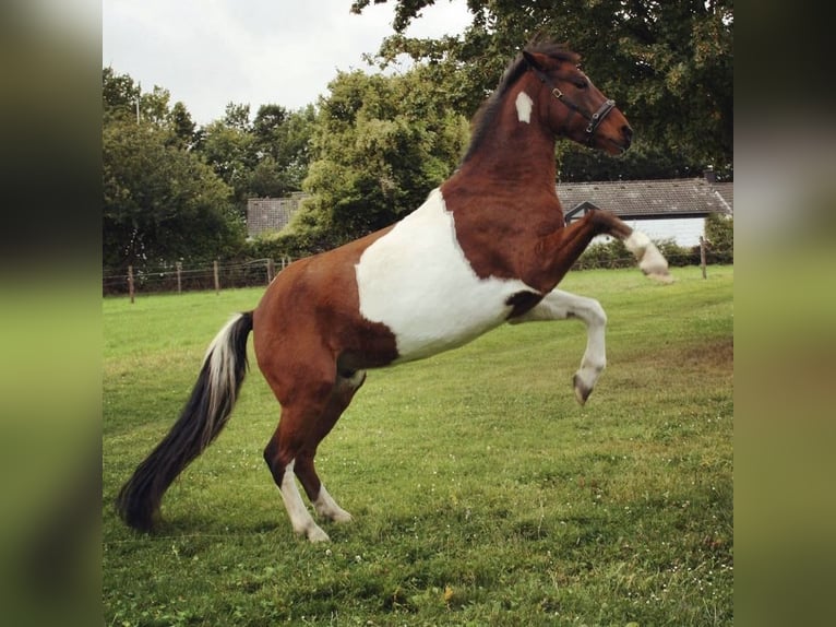 Deutsches Reitpony Wallach 12 Jahre 145 cm Schecke in Frechen