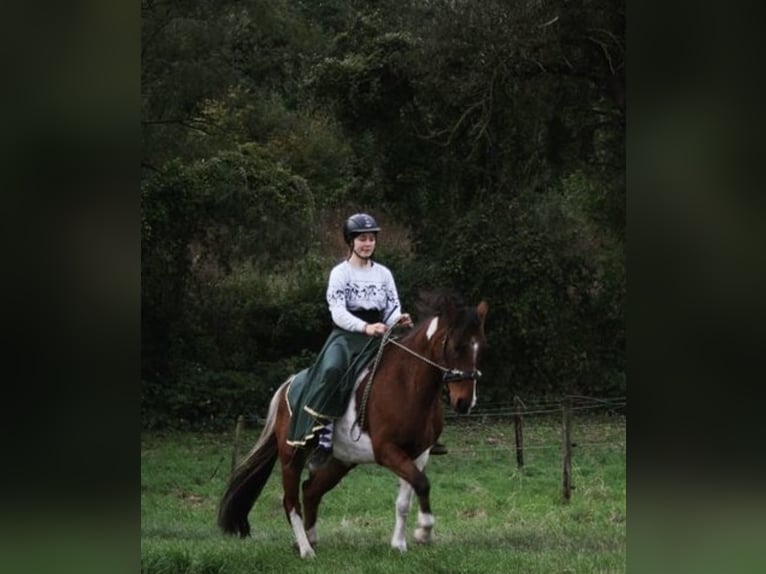 Deutsches Reitpony Wallach 12 Jahre 145 cm Schecke in Frechen