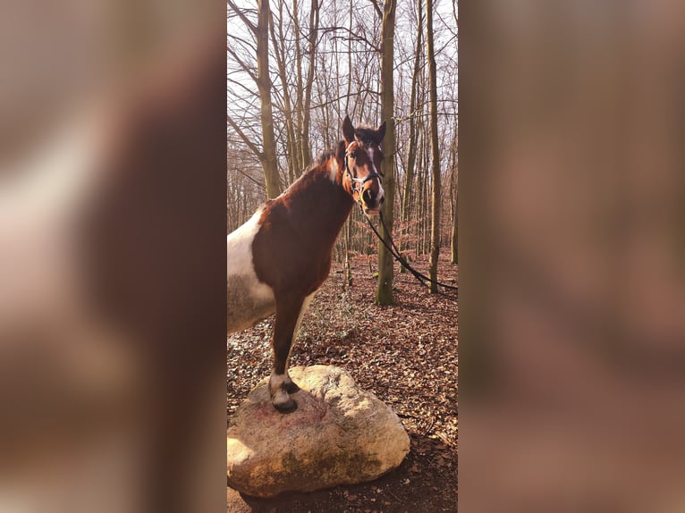 Deutsches Reitpony Wallach 12 Jahre 145 cm Schecke in Frechen