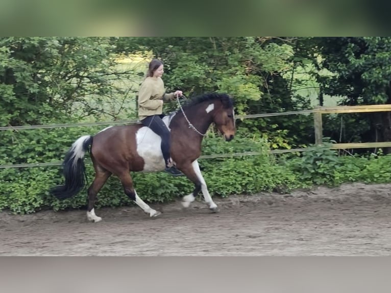 Deutsches Reitpony Wallach 12 Jahre 145 cm Schecke in Frechen