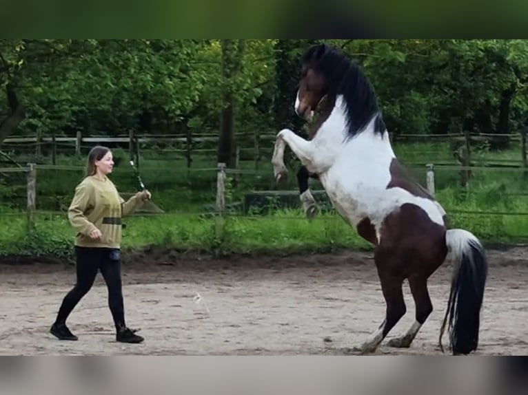 Deutsches Reitpony Wallach 12 Jahre 145 cm Schecke in Frechen