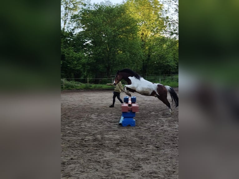 Deutsches Reitpony Wallach 12 Jahre 145 cm Schecke in Frechen