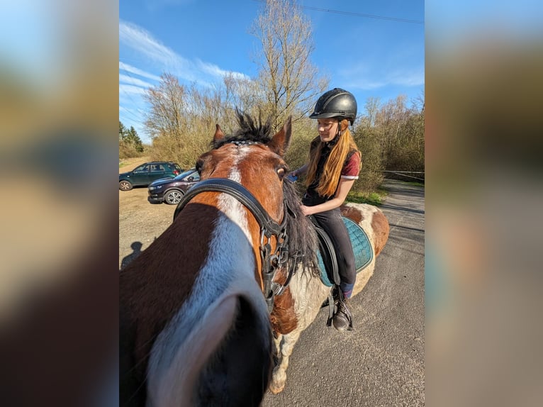 Deutsches Reitpony Wallach 12 Jahre 145 cm Schecke in Frechen