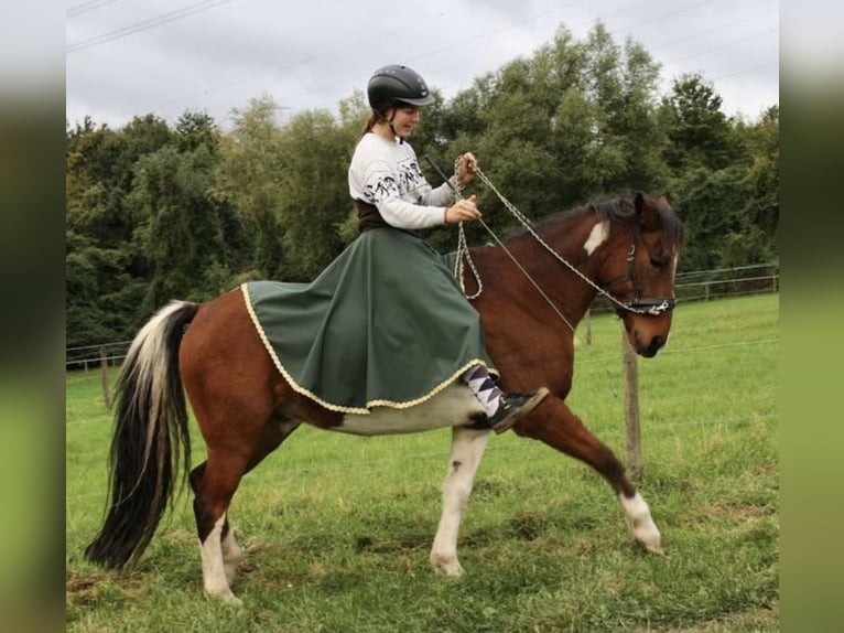 Deutsches Reitpony Wallach 12 Jahre 145 cm Schecke in Frechen