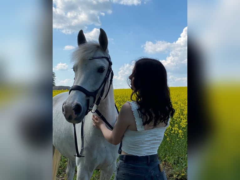 Deutsches Reitpony Wallach 12 Jahre 145 cm Schimmel in M&#xFC;hlhausen