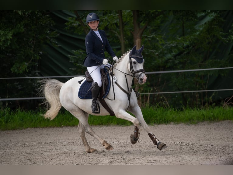 Deutsches Reitpony Wallach 12 Jahre 145 cm Schimmel in M&#xFC;hlhausen