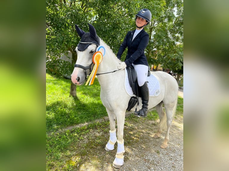 Deutsches Reitpony Wallach 12 Jahre 145 cm Schimmel in M&#xFC;hlhausen