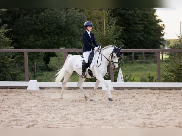 Deutsches Reitpony Wallach 12 Jahre 145 cm Schimmel in M&#xFC;hlhausen