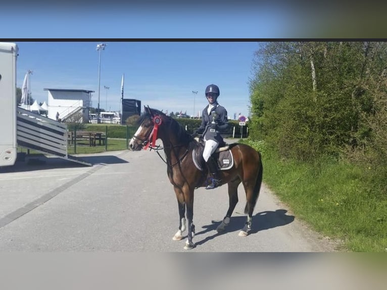 Deutsches Reitpony Wallach 12 Jahre 145 cm in Imst