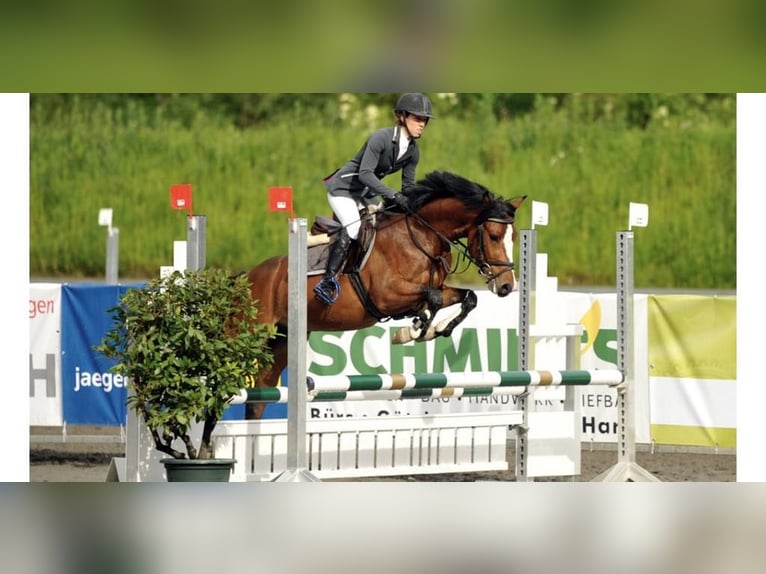 Deutsches Reitpony Wallach 12 Jahre 145 cm in Imst