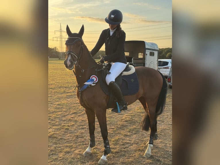 Deutsches Reitpony Wallach 12 Jahre 146 cm Brauner in Olfen