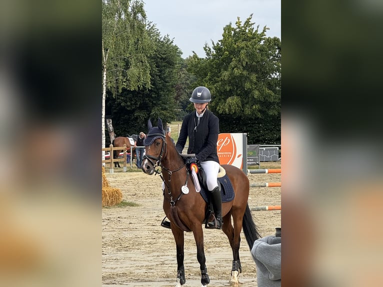 Deutsches Reitpony Wallach 12 Jahre 146 cm Brauner in Olfen
